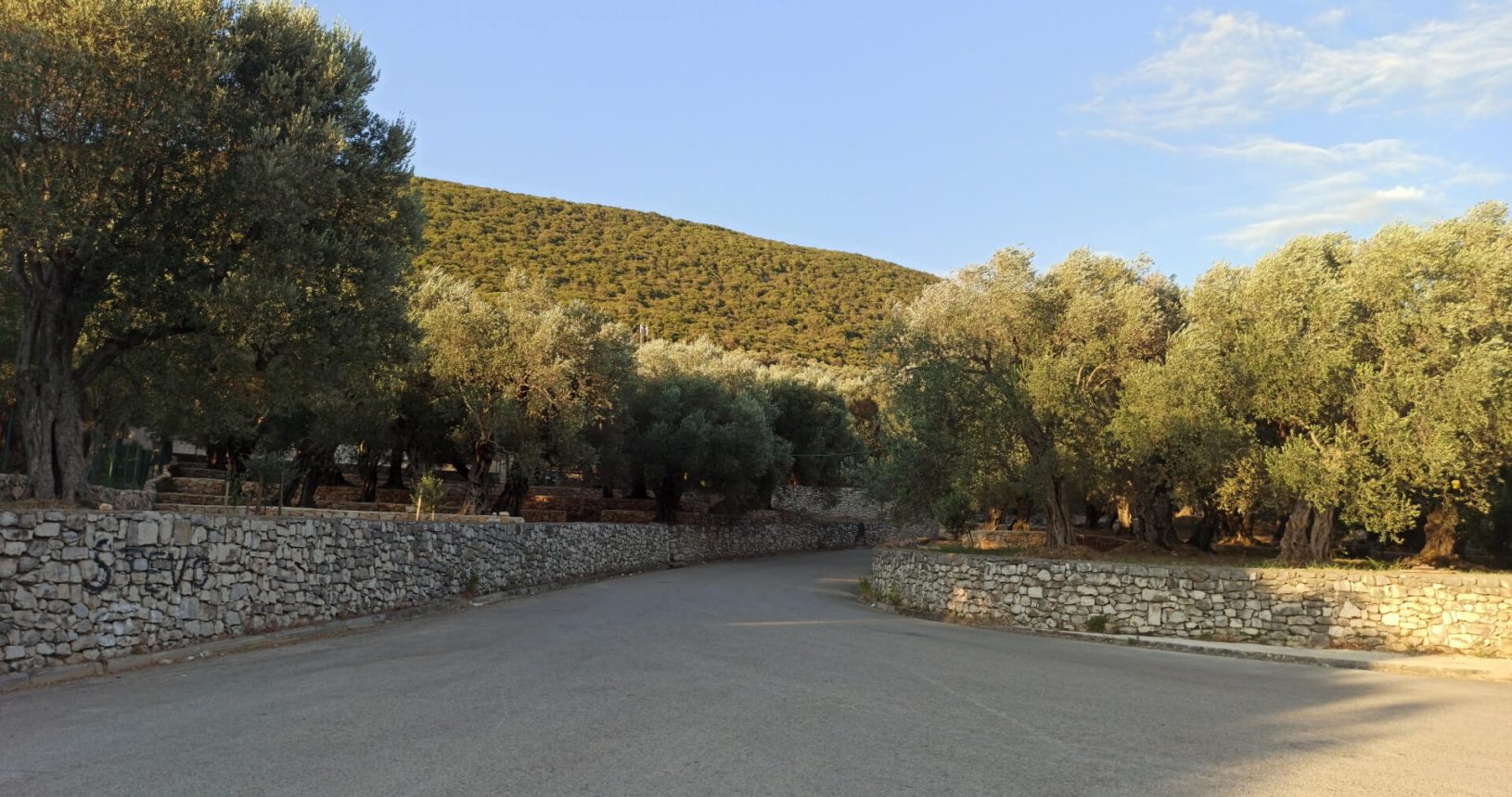 Olive grove near Valdanos beach
