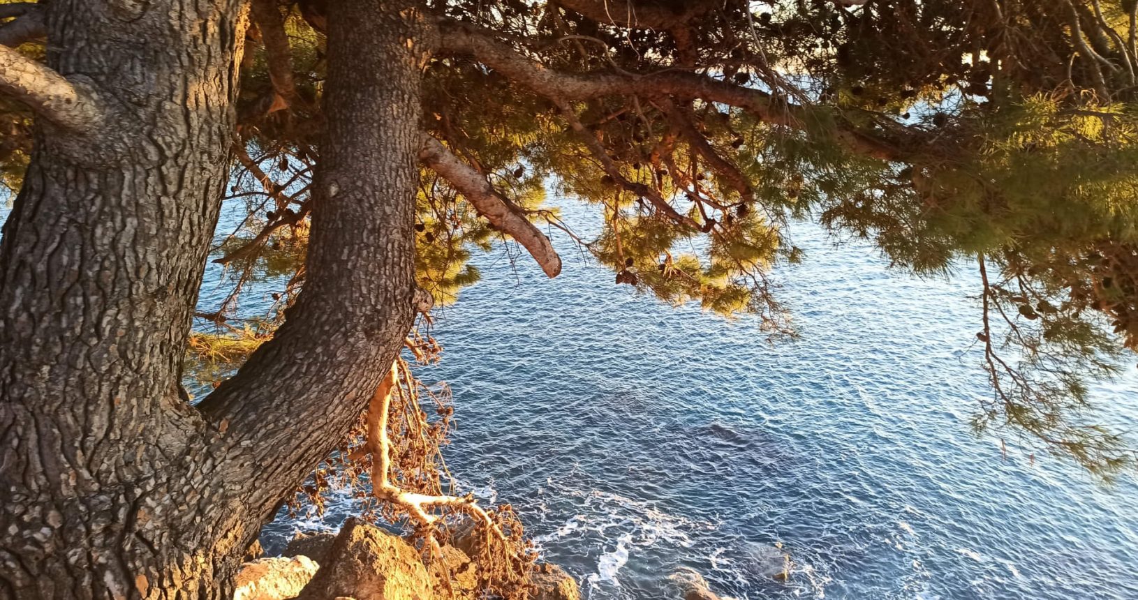 Sea and tree. Тврђава Ратац 1