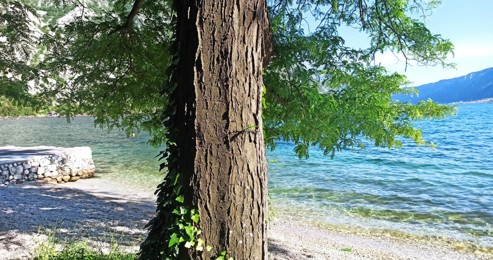 Big tree on small Orahovac beach