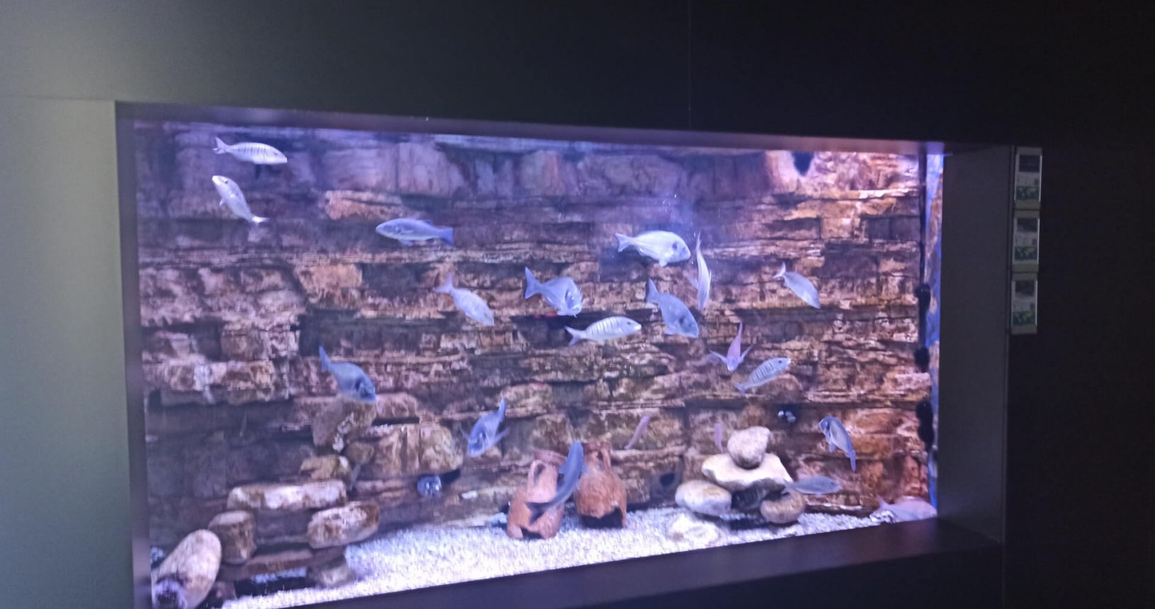 Fishes inside Boka Aquarium