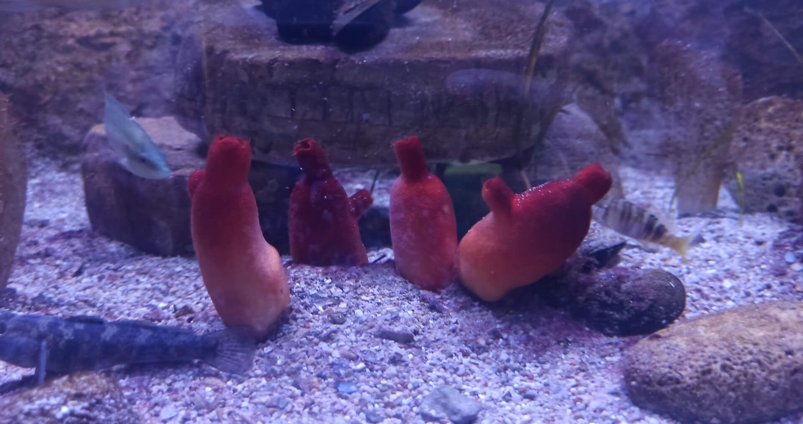 Interesting living organisms. Boka Aquarium