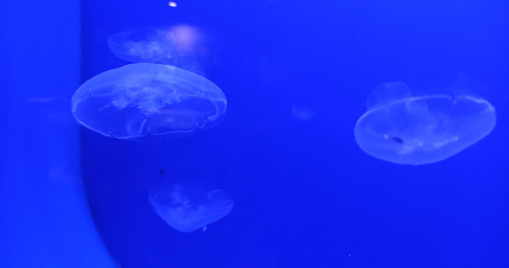 Jellyfishes. Boka Aquarium