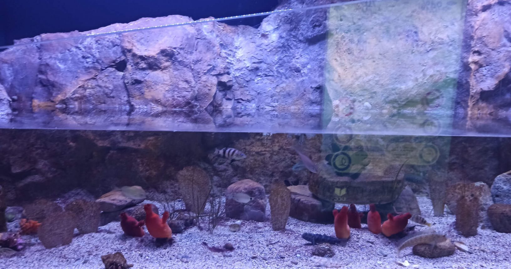 Open aquarium. Boka Aquarium