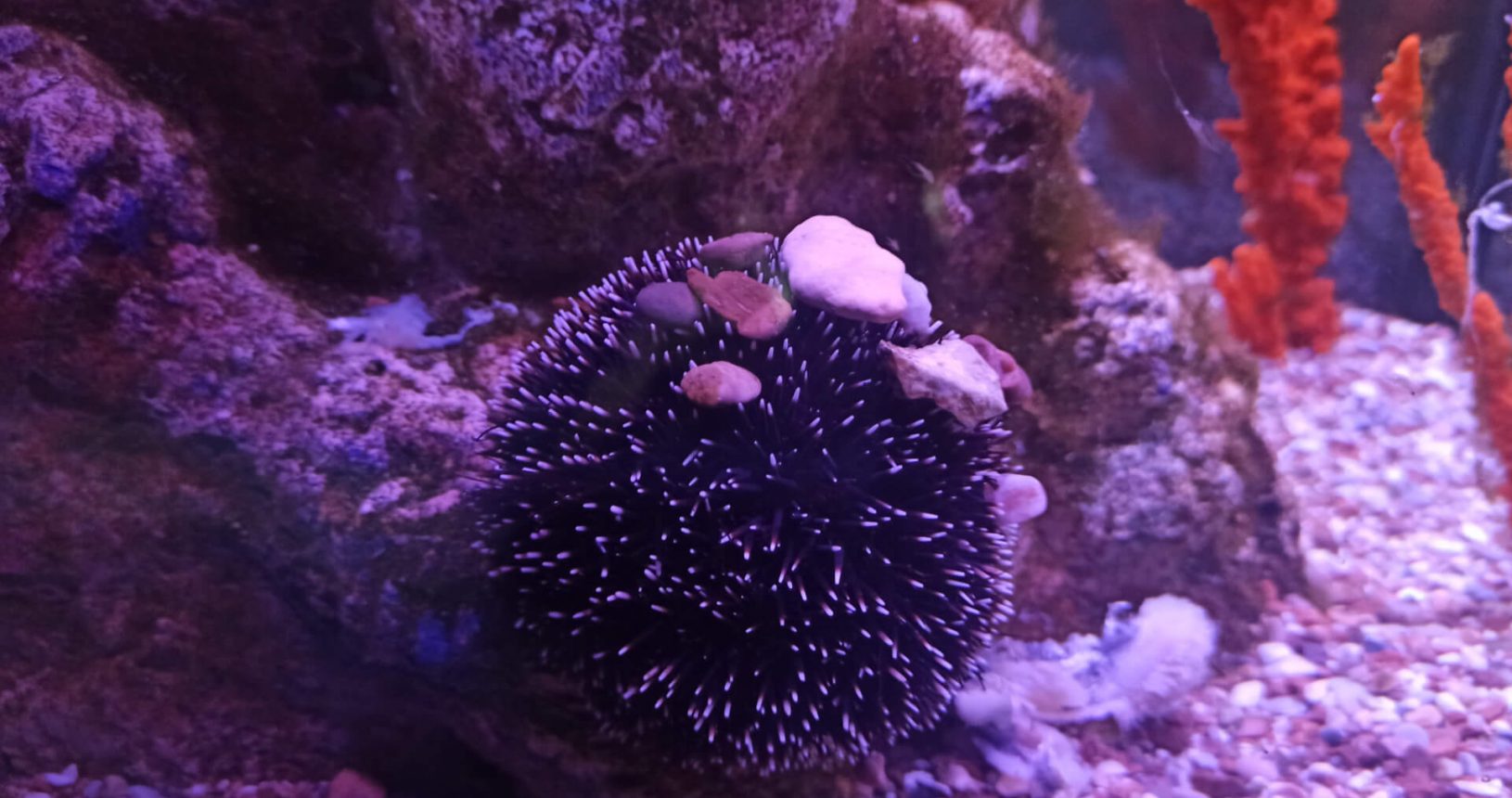 Sea hedgehog. Boka Aquarium