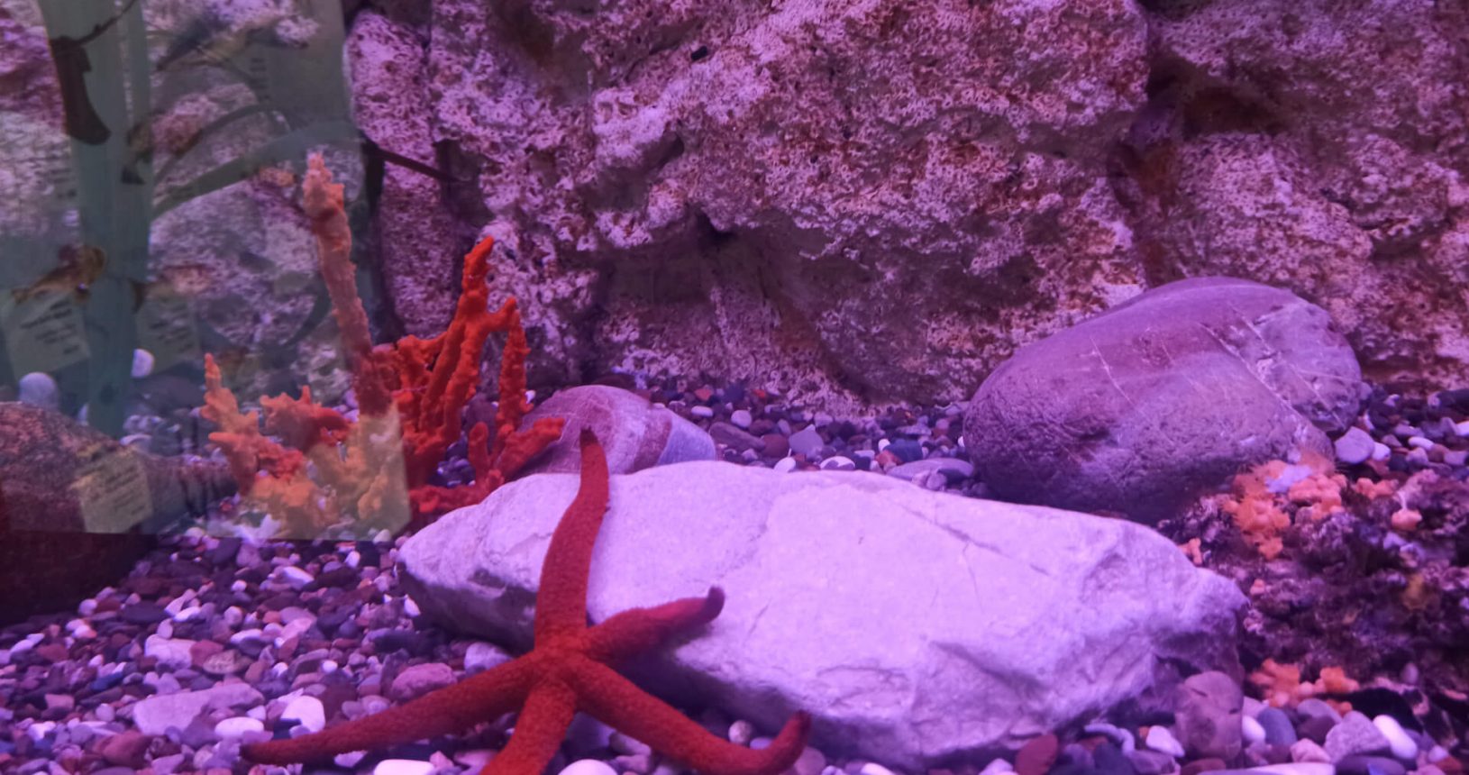 Sea star on the stones. Boka Aquarium