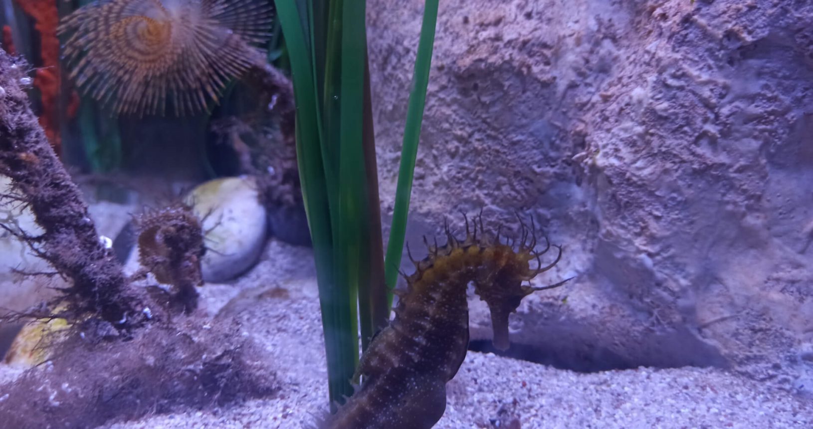 Seahorse and other inhabitants. Boka Aquarium