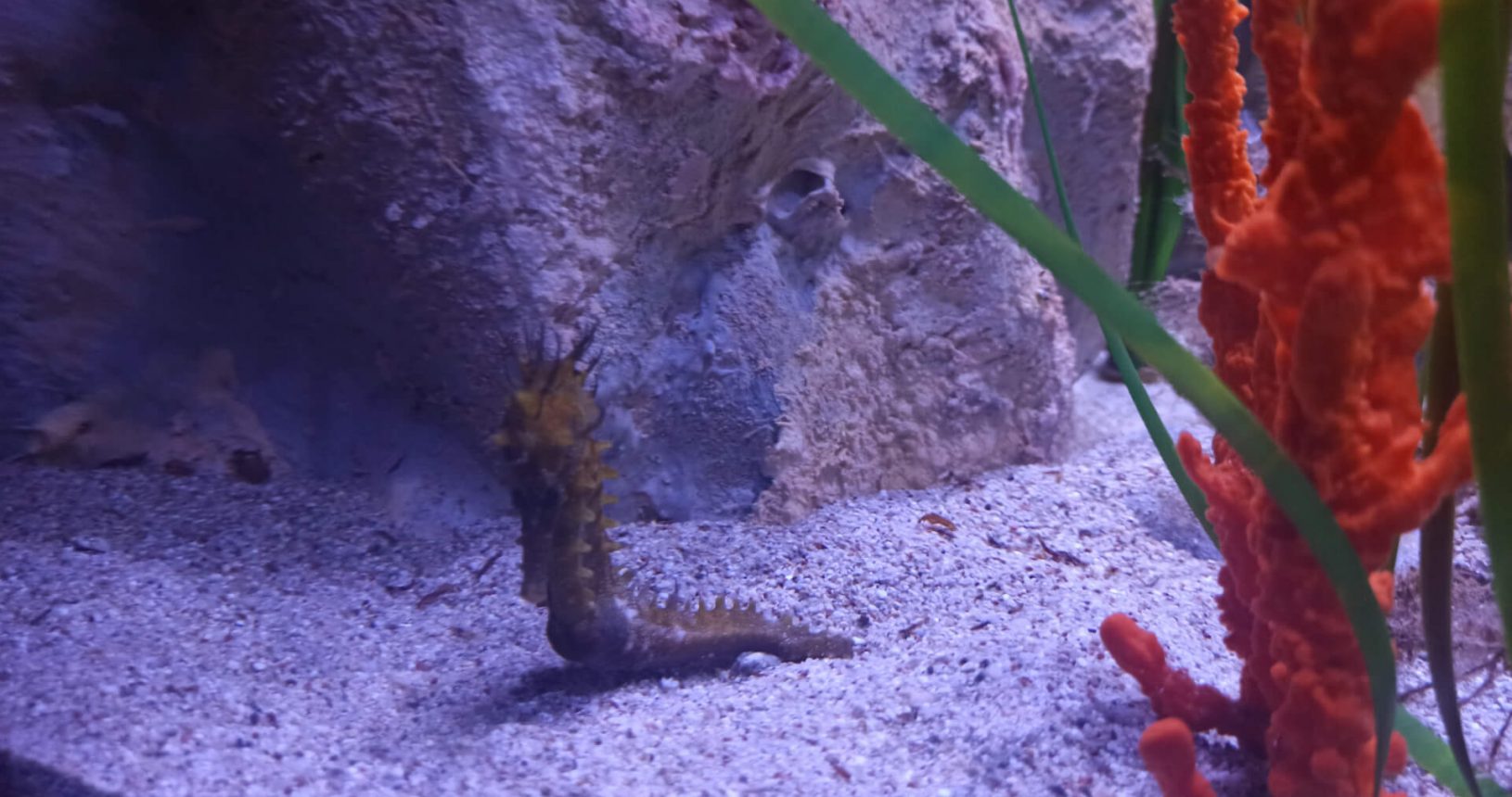 Seahorse. Boka Aquarium