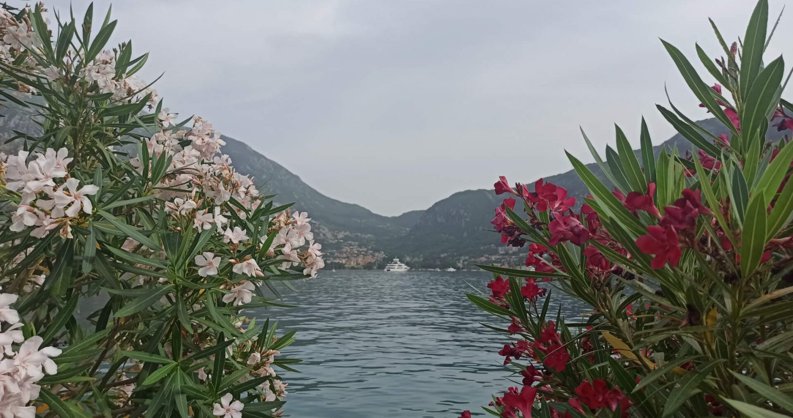 The bay of Kotor from between flowers