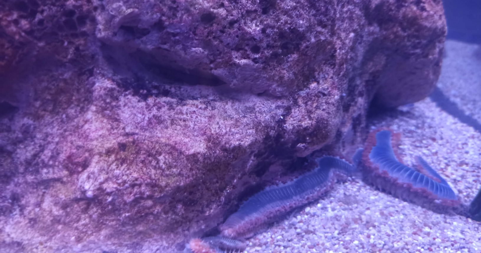 Unexpected animals. Boka Aquarium