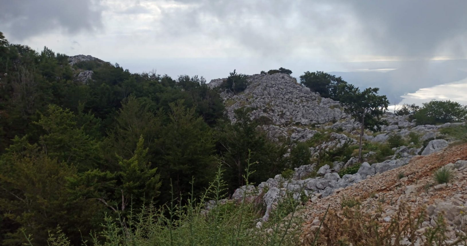 Forest next to the View point for Kotor and Tivat Bay