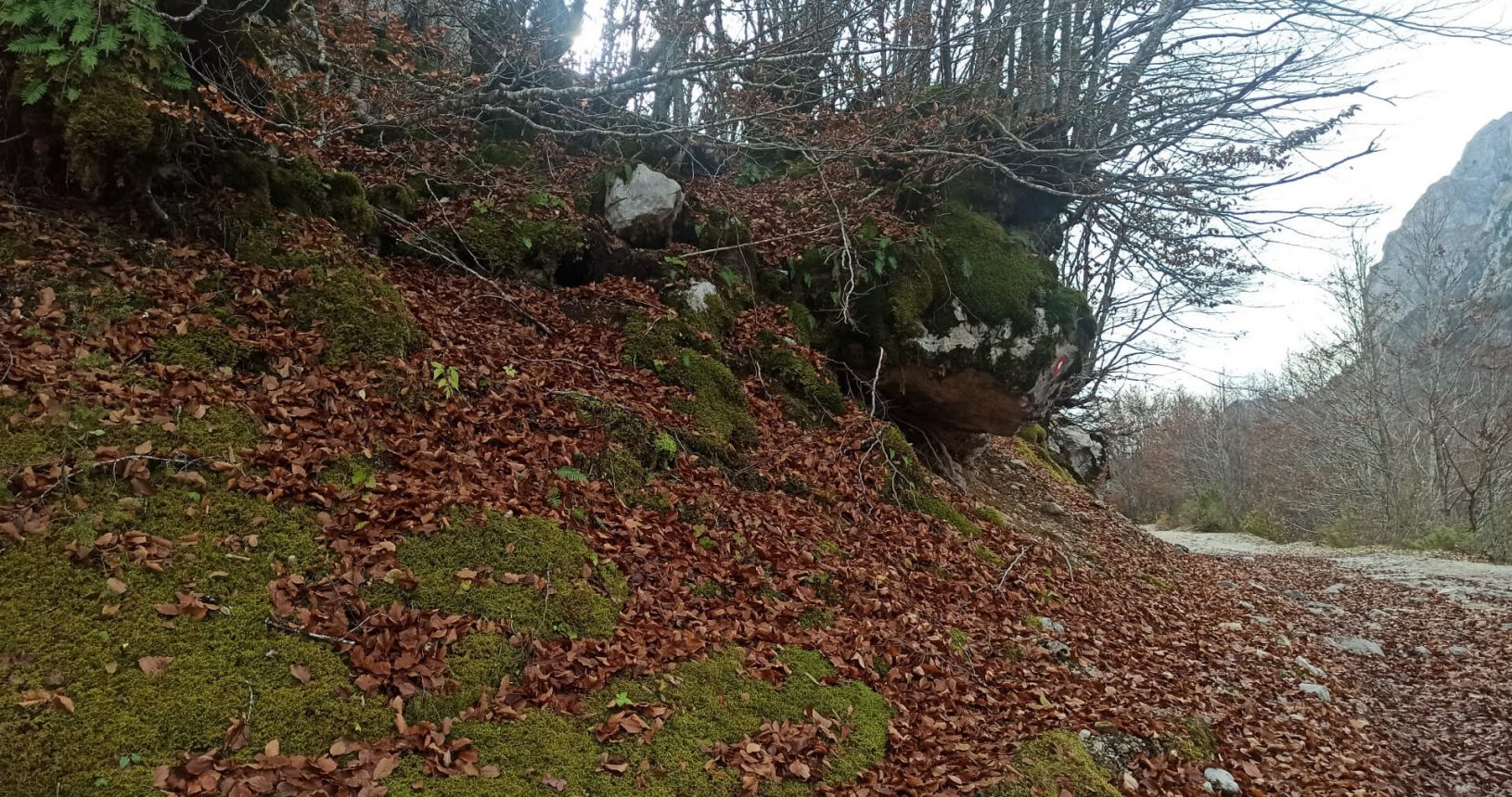 Fallen leaves along the national park Prokletije