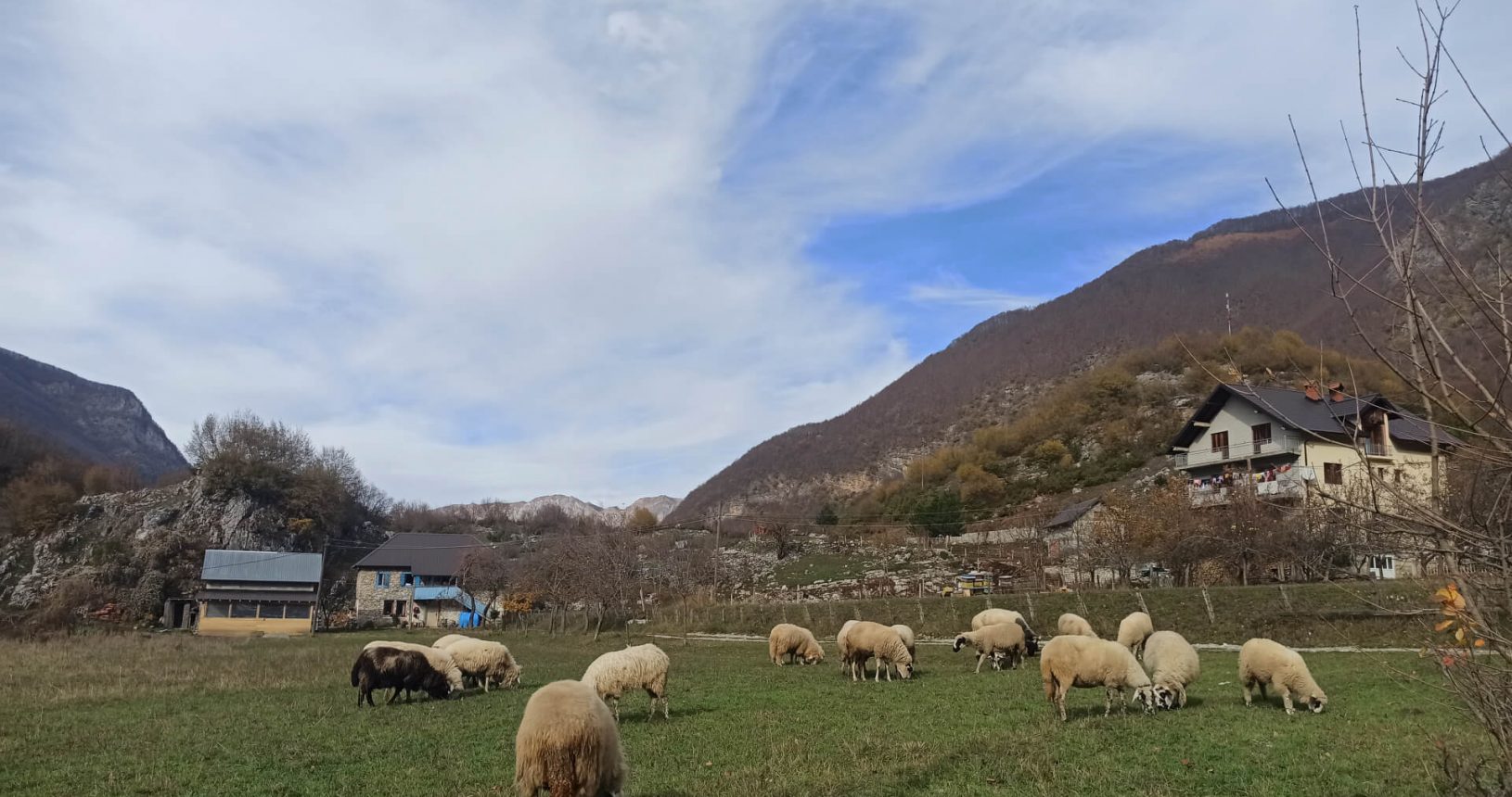 Sheep in the national park Prokletije