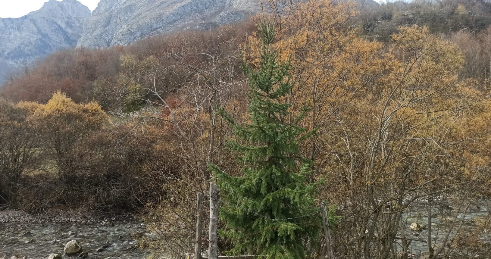 coniferous trees at national park Prokletije