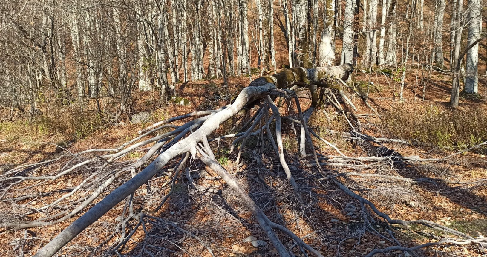 Fallen and other trees National Park Biogradska Gora