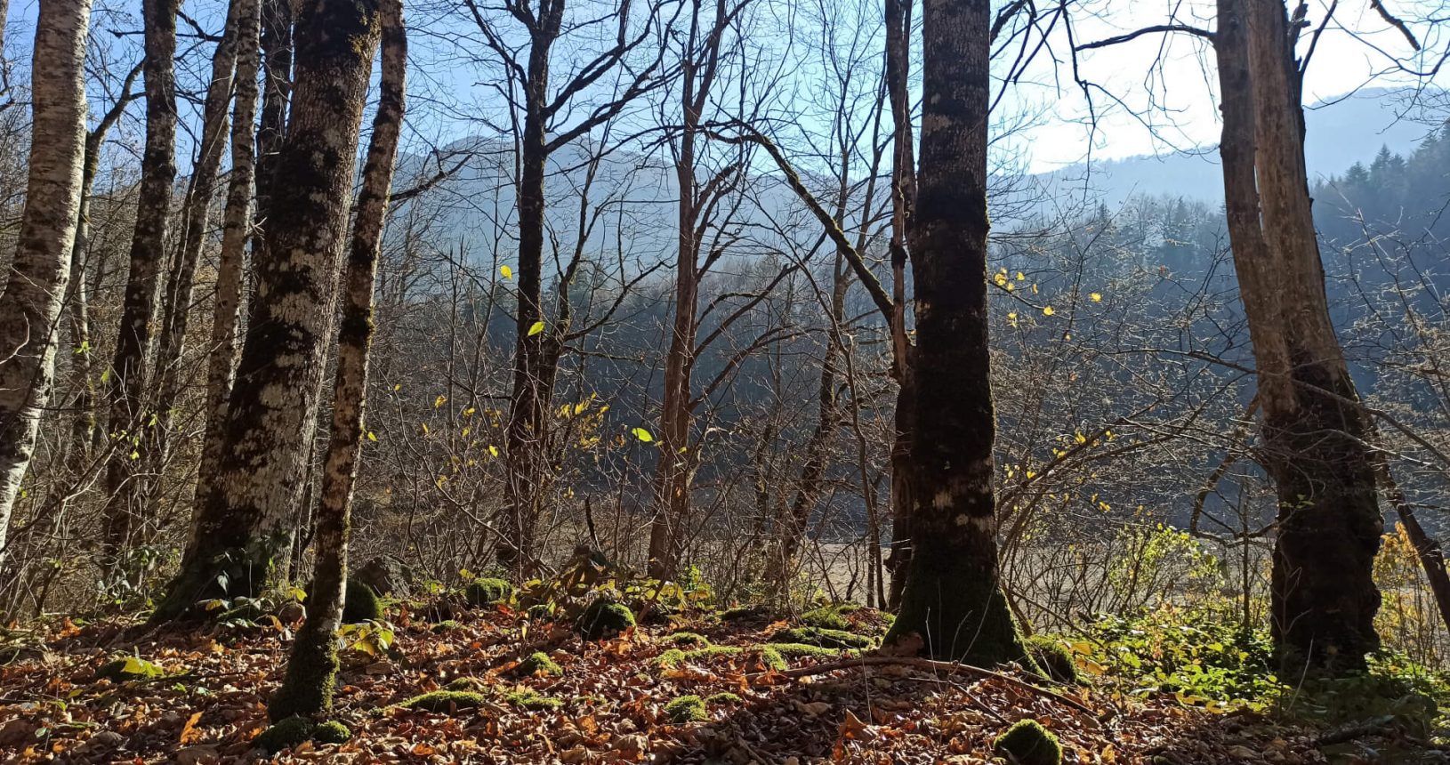 Fallen leaves National Park Biogradska Gora