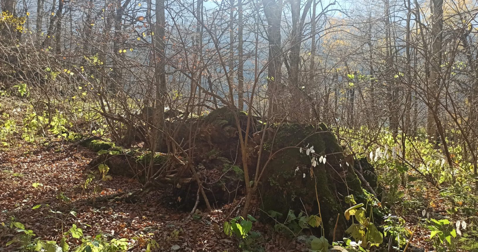 Fallen tree at the National Park Biogradska Gora