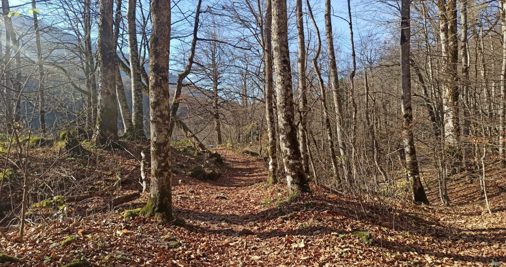 Forest trail covered with fallen leaves National Park Biogradska Gora