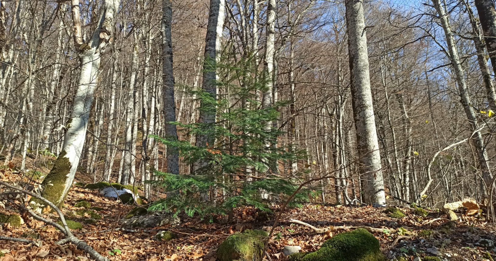 Tender Christmas tree at the National Park Biogradska Gora