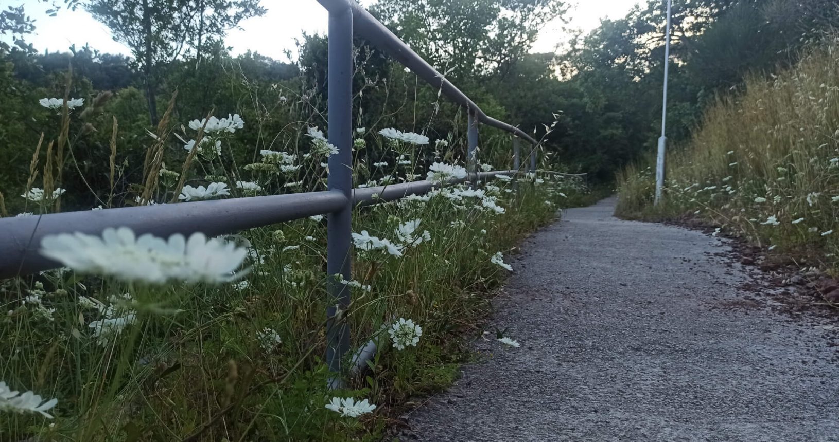Angelic white flowers at Hiking trail Luchice Buljarica