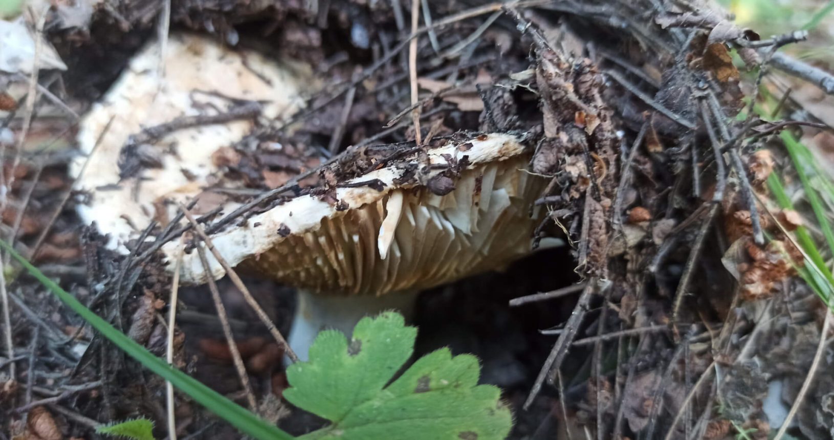 Mushroom at Hiking trail Luchice Buljarica