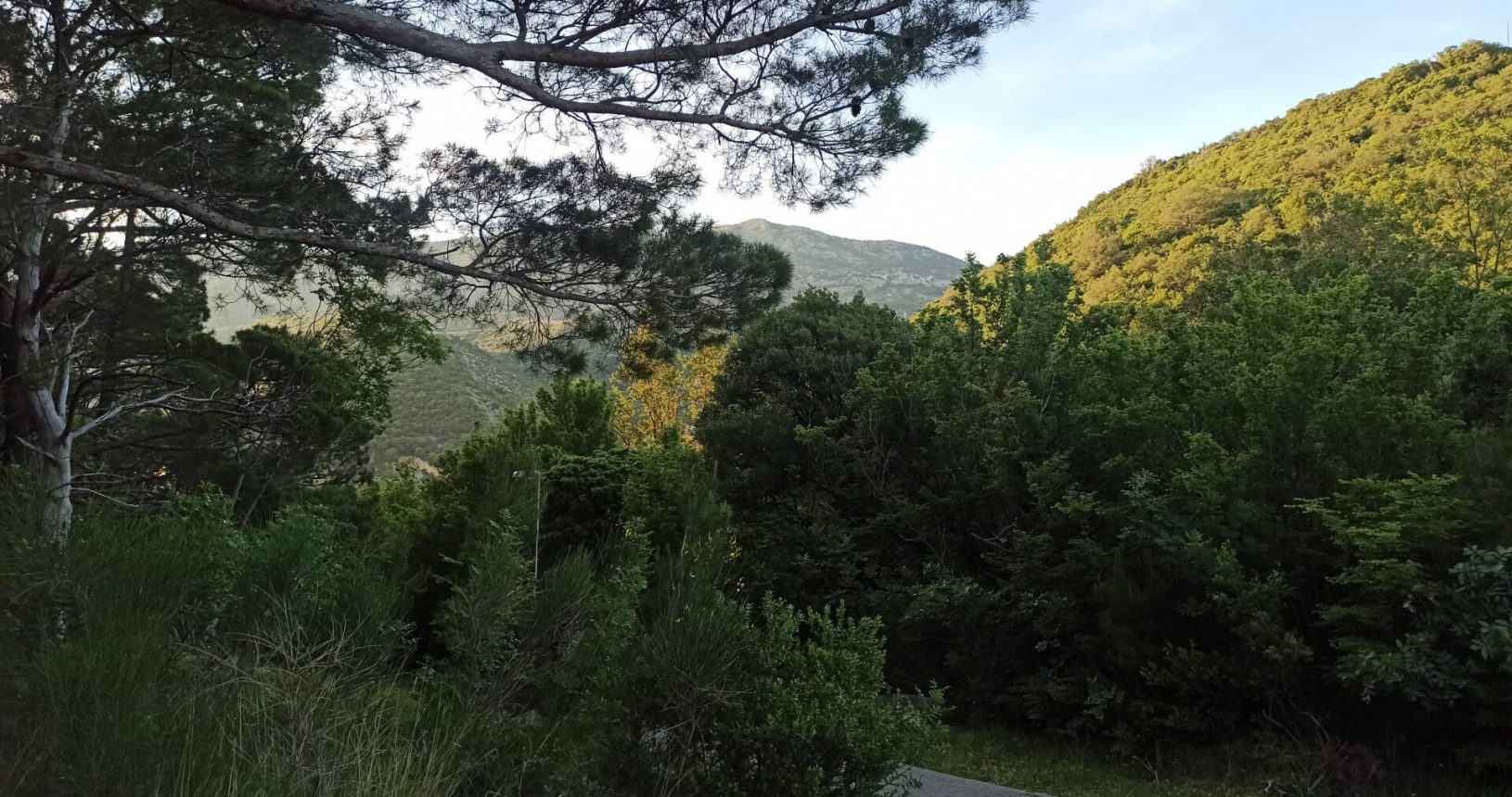 Shades of green at Hiking trail Luchice Buljarica