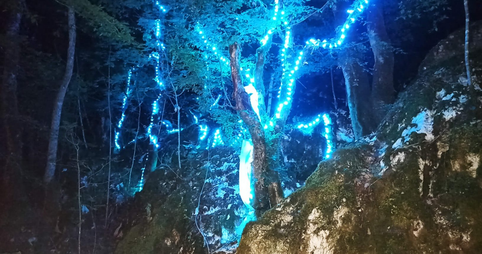 Blue lights at the tree lightland park