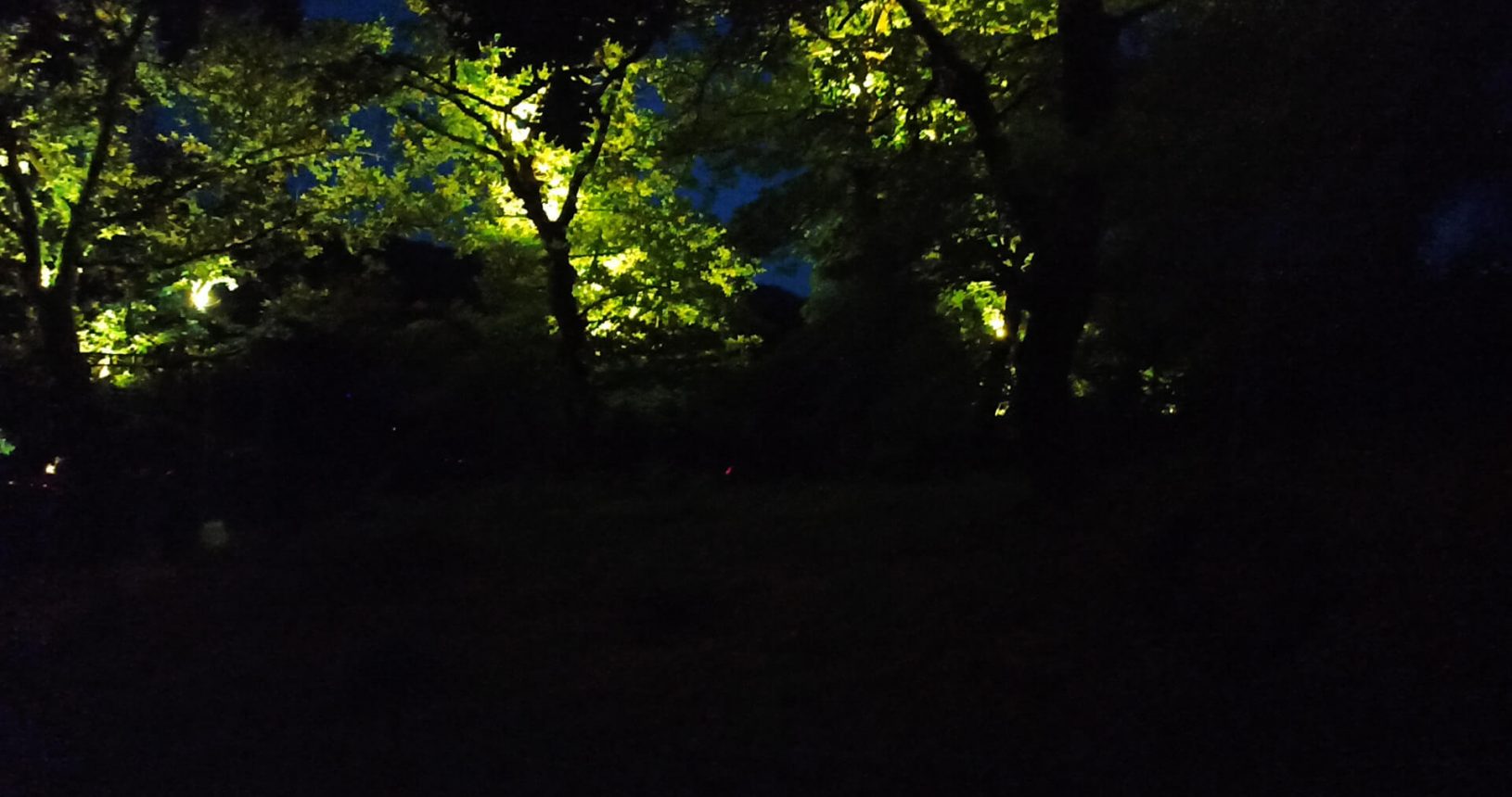 Forest night fairytale lightland