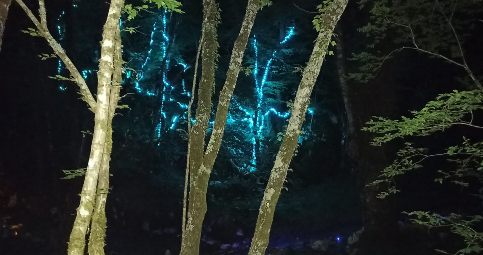 Light decorations through the trees lightland park