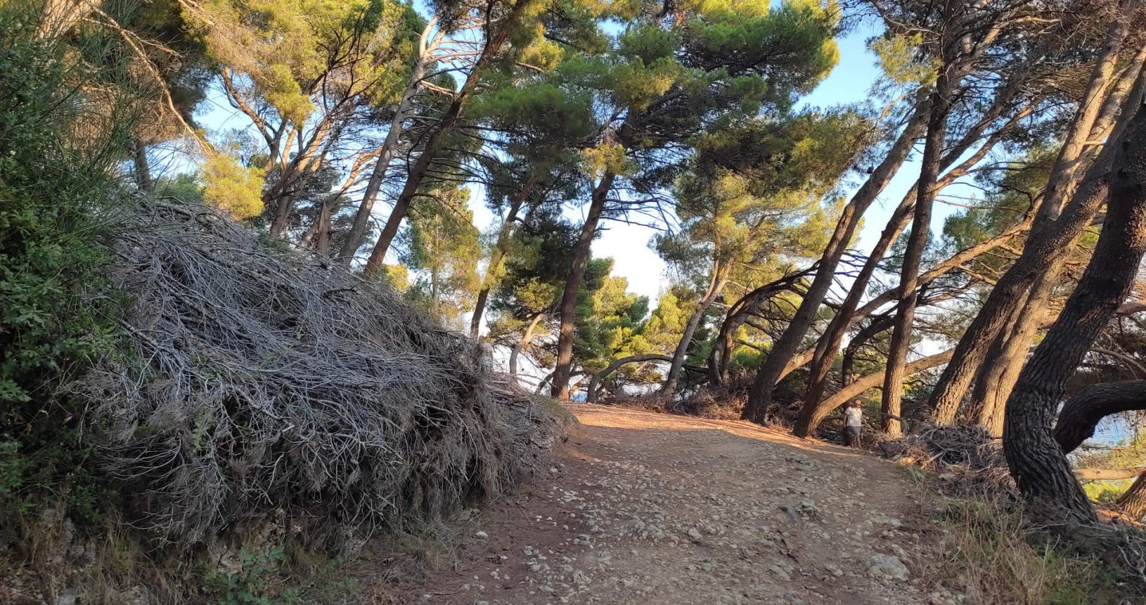 Dry branches at Ulcinj hiking trail