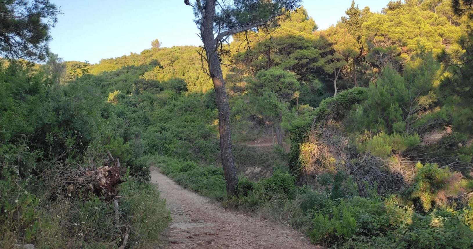Evening light on the trees Ulcinj hiking trail