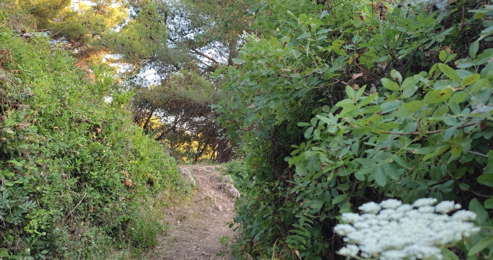 Flower landscape Ulcinj hiking trail