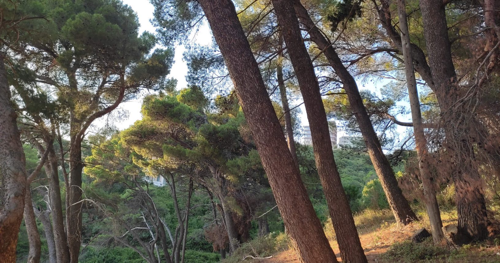 Wonderful forest along Ulcinj hiking trail