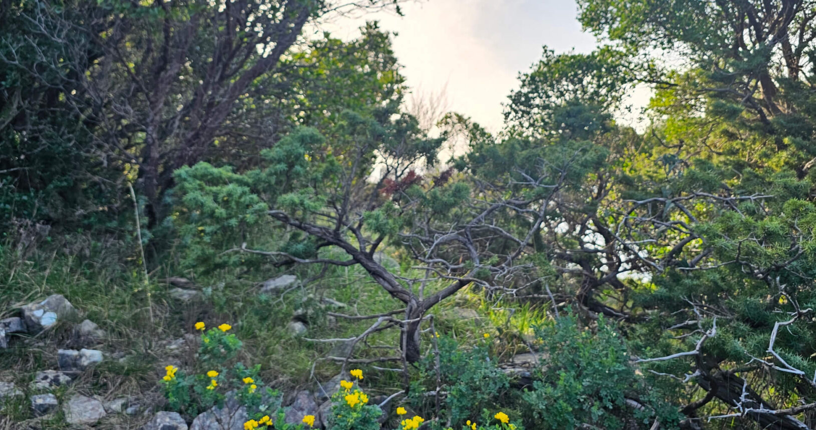 Park prirode Katic trees