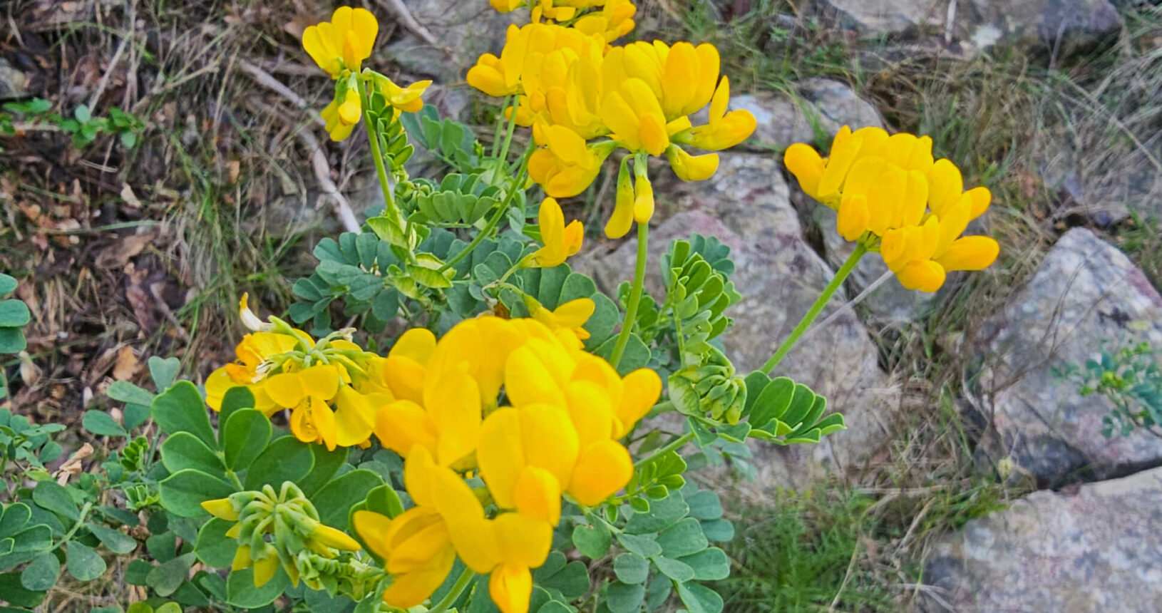Park prirode Katic yellow flowers
